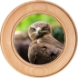 Preview: Schützenscheibe, Ehrenscheibe Bussard im Wald
