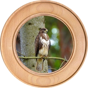 Schützenscheibe, Ehrenscheibe Bussard auf Ast