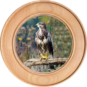 Schützenscheibe, Ehrenscheibe Bussard auf Baumstamm