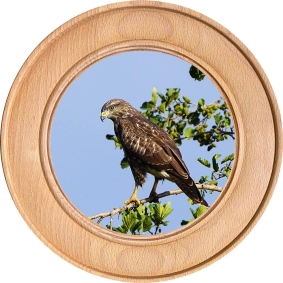 Schützenscheibe, Ehrenscheibe Bussard im Ausblick