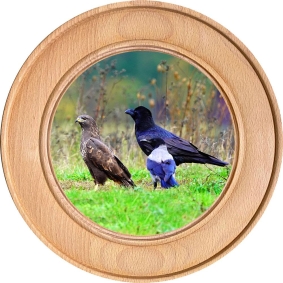 Schützenscheibe, Ehrenscheibe Bussard, Kolkrabe und Nebelkrähe