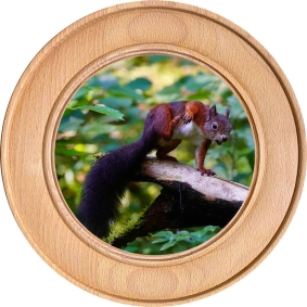 Schützenscheibe, Ehrenscheibe Eichhörnchen