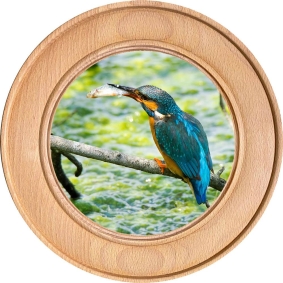 Schützenscheibe, Ehrenscheibe Eisvogel mit Fisch