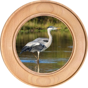 Schützenscheibe, Ehrenscheibe Graureiher am See