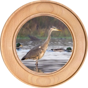 Schützenscheibe, Ehrenscheibe Graureiher am See