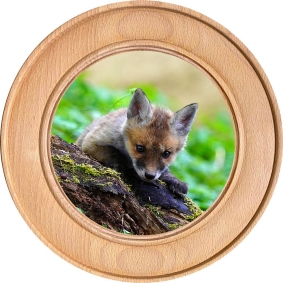 Schützenscheibe, Ehrenscheibe Junger Fuchs