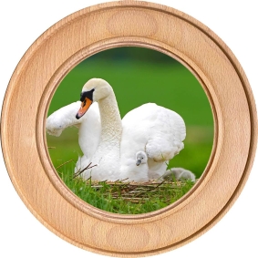 Schützenscheibe, Ehrenscheibe Schwan mit Küken im Nest