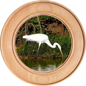 Schützenscheibe, Ehrenscheibe Silberreiher am Wasser
