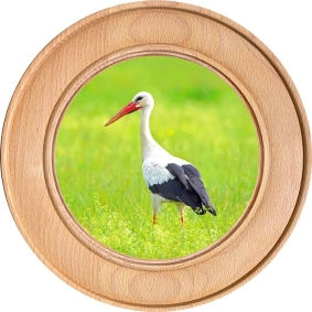 Schützenscheibe, Ehrenscheibe Weißstorch auf grüner Wiese