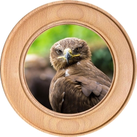 Schützenscheibe, Ehrenscheibe Bussard im Wald