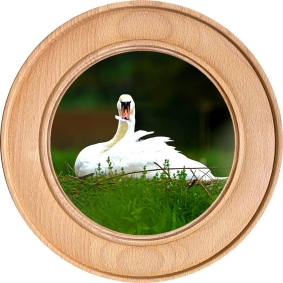 Schützenscheibe, Ehrenscheibe Weißer Schwan auf grüner Wiese